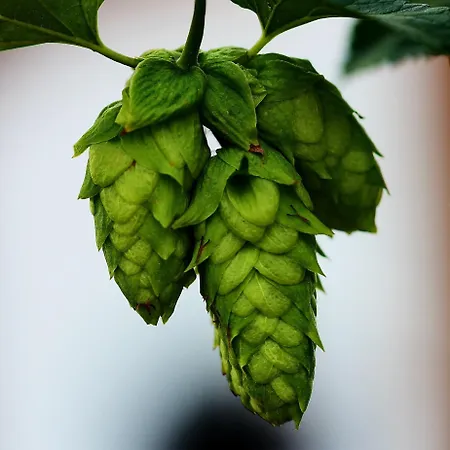 بيت ريفي Wildegams Und Brauerei كيرشبرغ ان تيرول